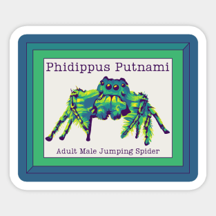 Phidippus Putnami - Jumping Spider Sticker